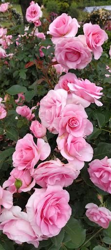 日本最大 鹿屋玫瑰园-鹿屋市