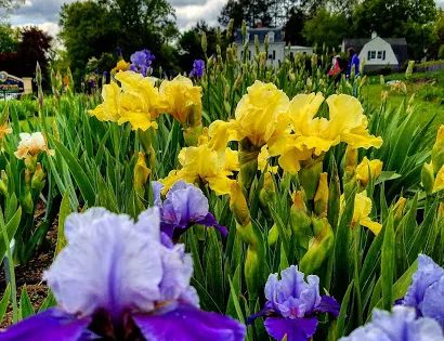 Presby Iris Gardens