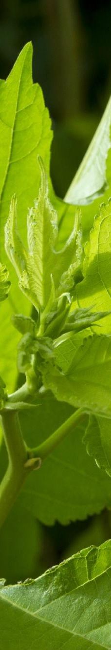 Silk Village Hoi An - The Tourist-会安