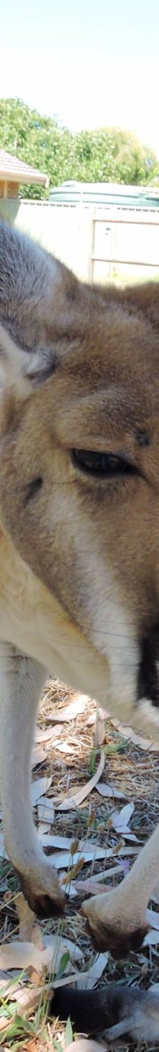 Bunbury Wildlife Park-South Bunbury