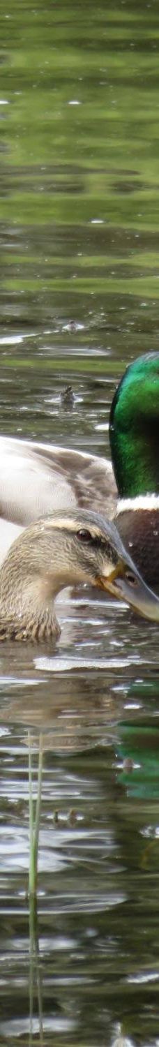 Talking Water Gardens-奥尔巴尼