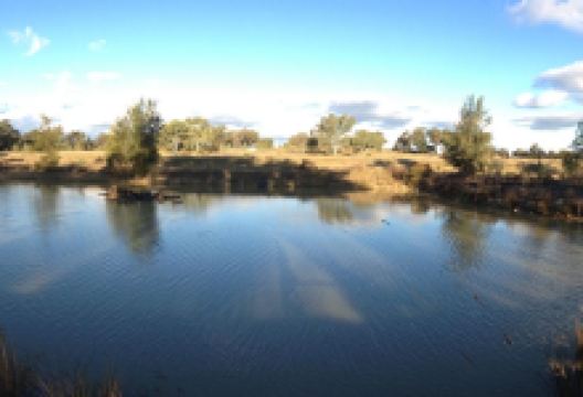 Narrabri Fish Farm景点图片
