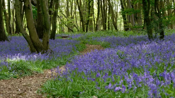 Heartwood Forest