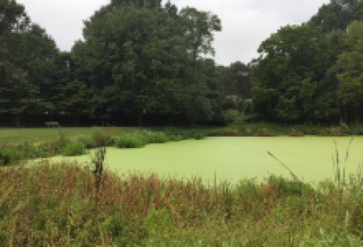 Font Hill Wetland Park景点图片
