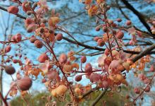Red de Senderos de Isla de Chira景点图片