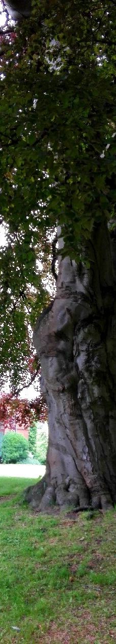 Alter Botanischer Garten-基尔