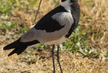 Duiker Bird Hide景点图片