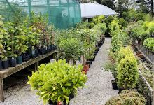 Salterforth Nurseries购物图片