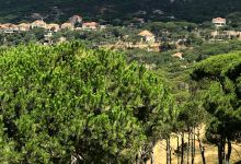 Badriya Al Dabous Mosque景点图片