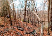 Fish Creek Wildlife Area景点图片