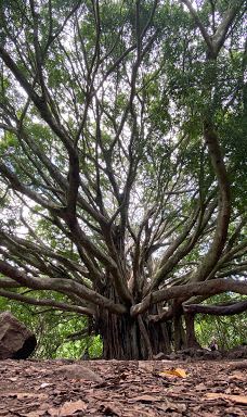 Ke Ala Loa O Maui / Piilani Trail-哈纳