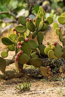 Jardí Botànic Tropical Paratge Pinya de Rosa-布拉内斯