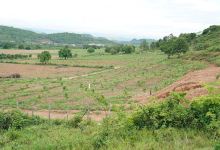 Sofiya Farm kampot景点图片