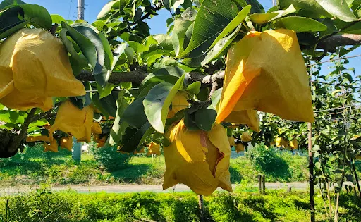 堀口農園