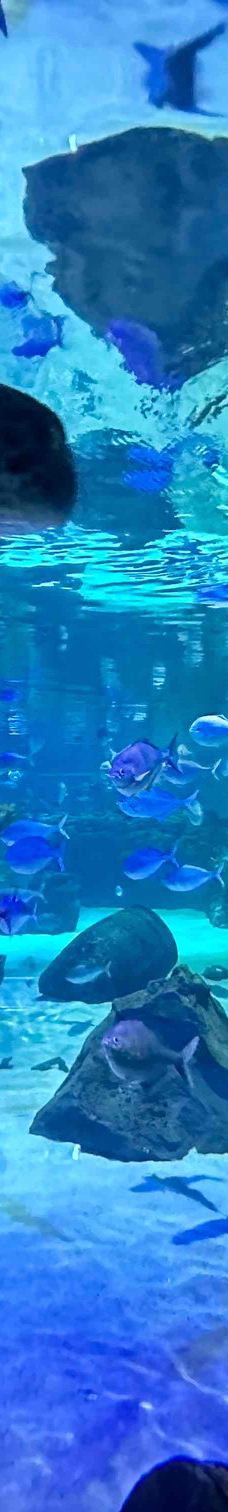 墨尔本水族馆-墨尔本-YoYo_8M0J4K8B