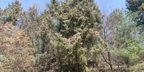 雙山子原始森林