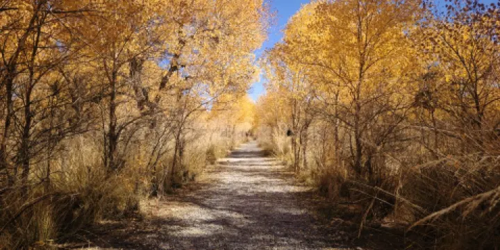 東風胡楊林露營公園