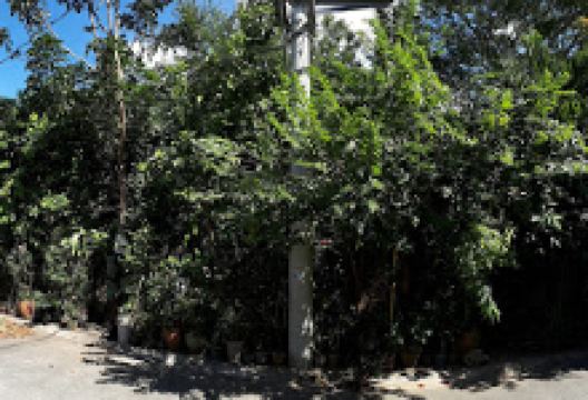 Erick's Forest Park景点图片