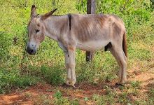 Fazenda GWA景点图片