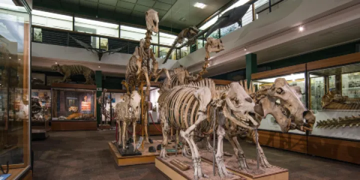 University of Aberdeen Zoology Museum