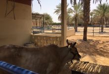 Arabia's Wildlife Centre景点图片