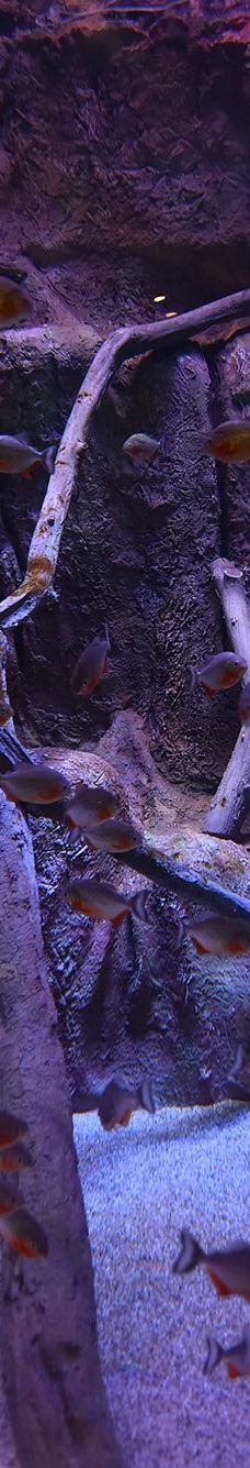 ViaSea水族馆-伊斯坦布尔