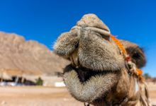 Mount Sinai景点图片