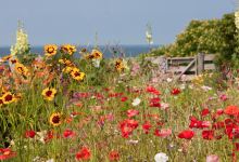 Celia Thaxter's Island Garden景点图片