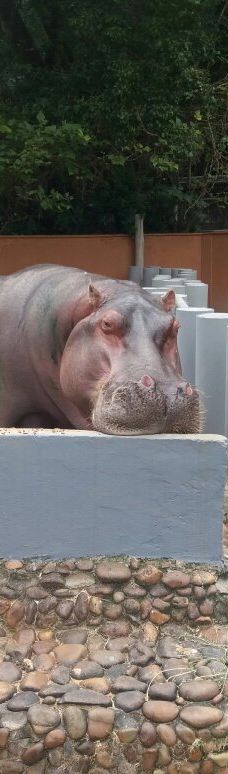 Parque Zoologico Municipal Quinzinho De Barros-索罗加巴