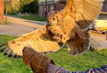 Stockley Farm Birds of Prey Centre景点图片