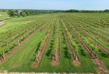 Lovers Leap Vineyards and Winery景点图片