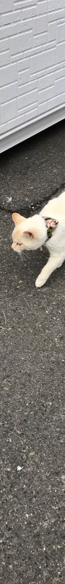 Gotanjoji Temple-越前市