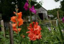 Natick Community Organic Farm景点图片