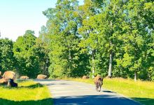 The Elk and Bison Prairie景点图片