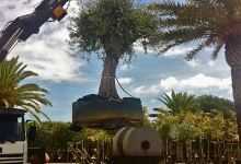 Geojardim Landscaping & Garden Center购物图片