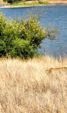 Bakubung Gate Pilanesberg National Park-Bojanala