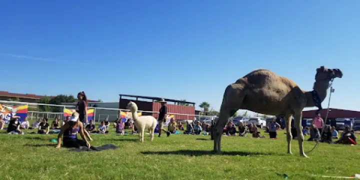 AZ Goat Yoga