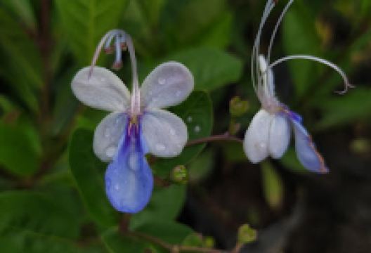 Vivero y Café Camila景点图片