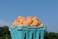 Wickham's Fruit Farm景点图片