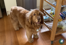 The Avenue Pet Shop购物图片