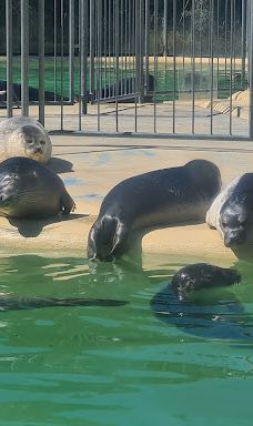 Seehundstation und Waloseum-诺德代希