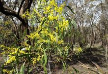Haddon Common Bushland Reserve景点图片