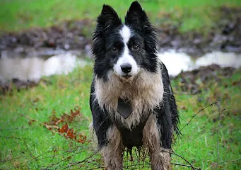 Thorne and Hatfield Moors