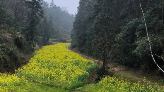福山森林公園-福山寺