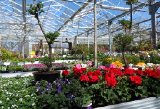 Bo Green Garden Center购物图片