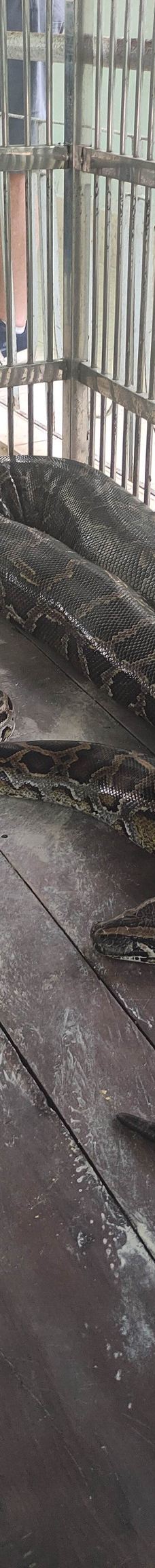 Dong Tam Snake Farm-周城县