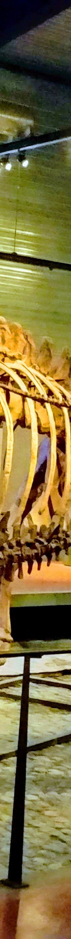 Musee des Dinosaures 'Dinosauria'-埃斯佩拉扎