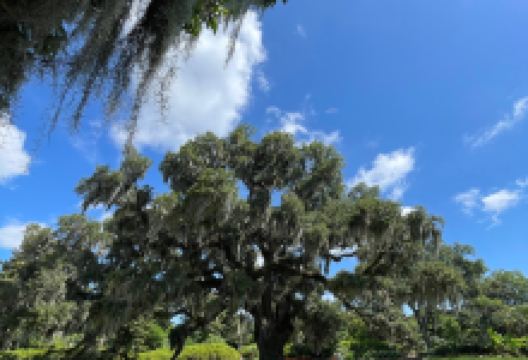 Airlie Gardens景点图片