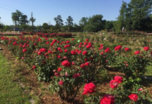 Edisto Memorial Gardens景点图片