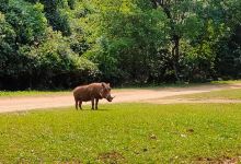 Mantenga Nature Reserve景点图片